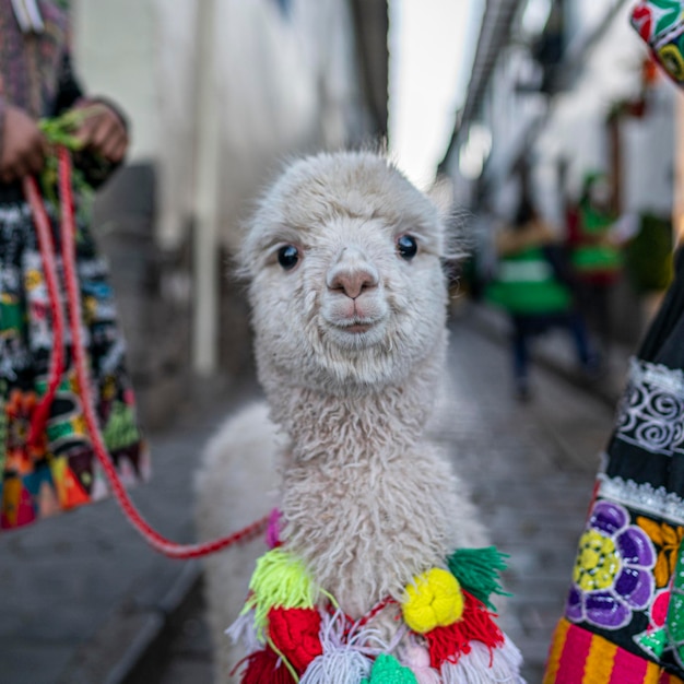 Bebê alpaca na praça principal de cusco