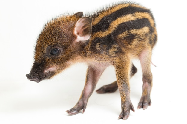 El bebé con bandas de cerdo (Sus scrofa vittatus), también conocido como el jabalí de Indonesia