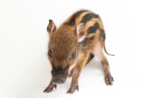 El bebé con bandas de cerdo (Sus scrofa vittatus), también conocido como el jabalí de Indonesia