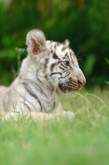 bebé blanco bengala tigre