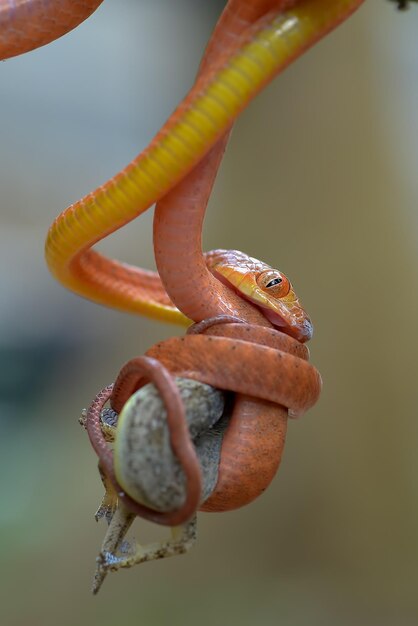 Bebé boiga roja comiendo un lagarto