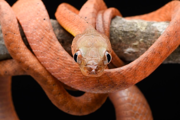 Bebé boiga roja sobre fondo negro