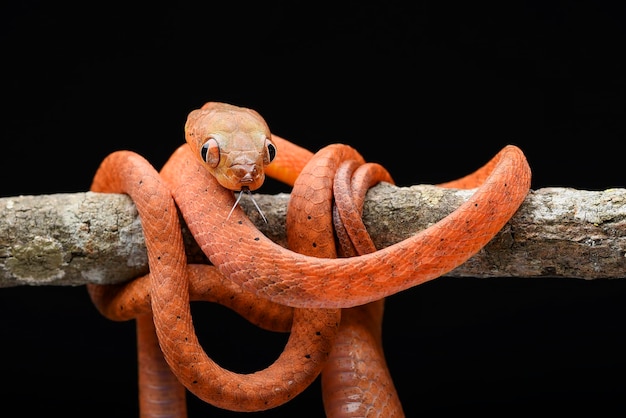 Bebê boiga vermelho sobre fundo preto