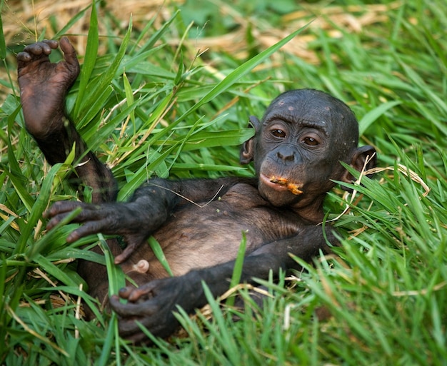 Bebé de Bonobo está acostado en la hierba. República Democrática del Congo. Parque Nacional Lola Ya Bonobo.