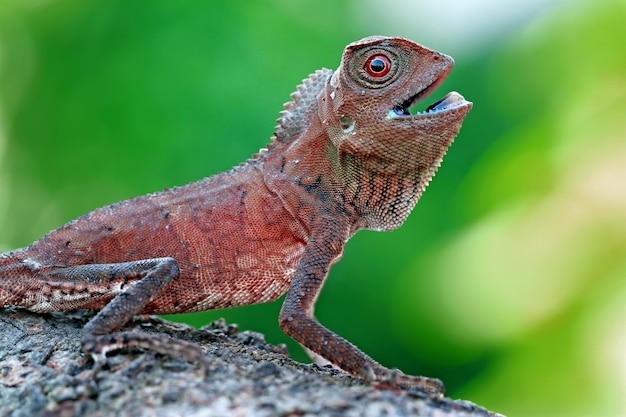 Foto bebé bosque lagarto dragón en el jardín