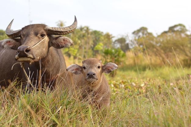 Bebé búfalo y madre en el prado