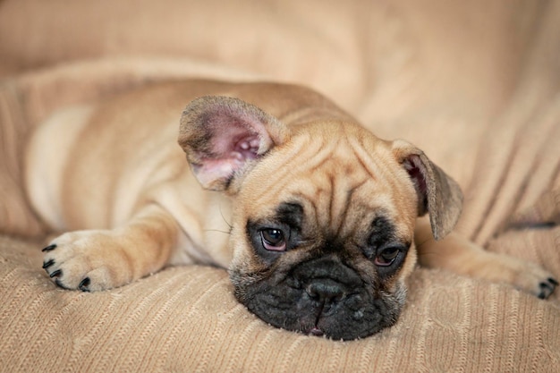 Bebé Bulldog Francés disfrutando de la cama