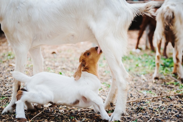 Bebé cabra bebiendo leche de su madre