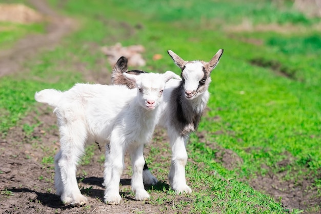 Bebê cabrito branco na grama em dia ensolarado