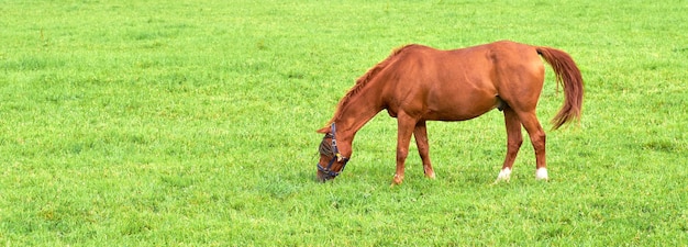 Bebê cavalo marrom comendo grama de um prado verde exuberante com copyspace em um dia ensolarado Potro ou pônei de raça pura com fome pastando livremente sozinho ao ar livre Criação de gado em uma fazenda ou rancho rural