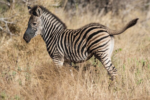 Bebé cebra común Parque Nacional Kruger Sudáfrica