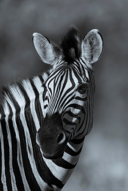 Bebé cebra común Parque Nacional Kruger Sudáfrica