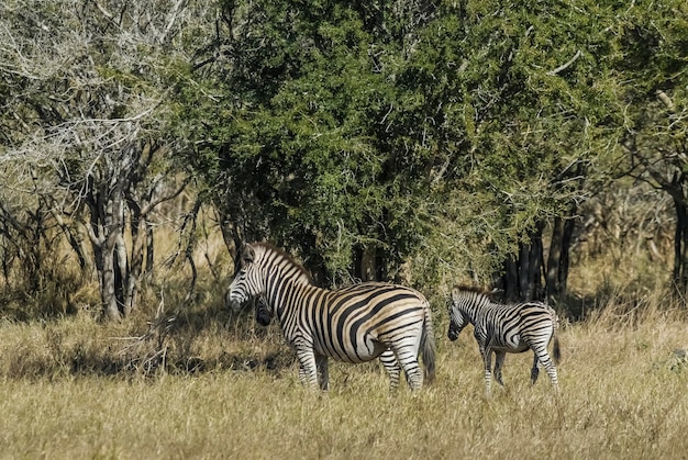 Bebé cebra común Parque Nacional Kruger Sudáfrica