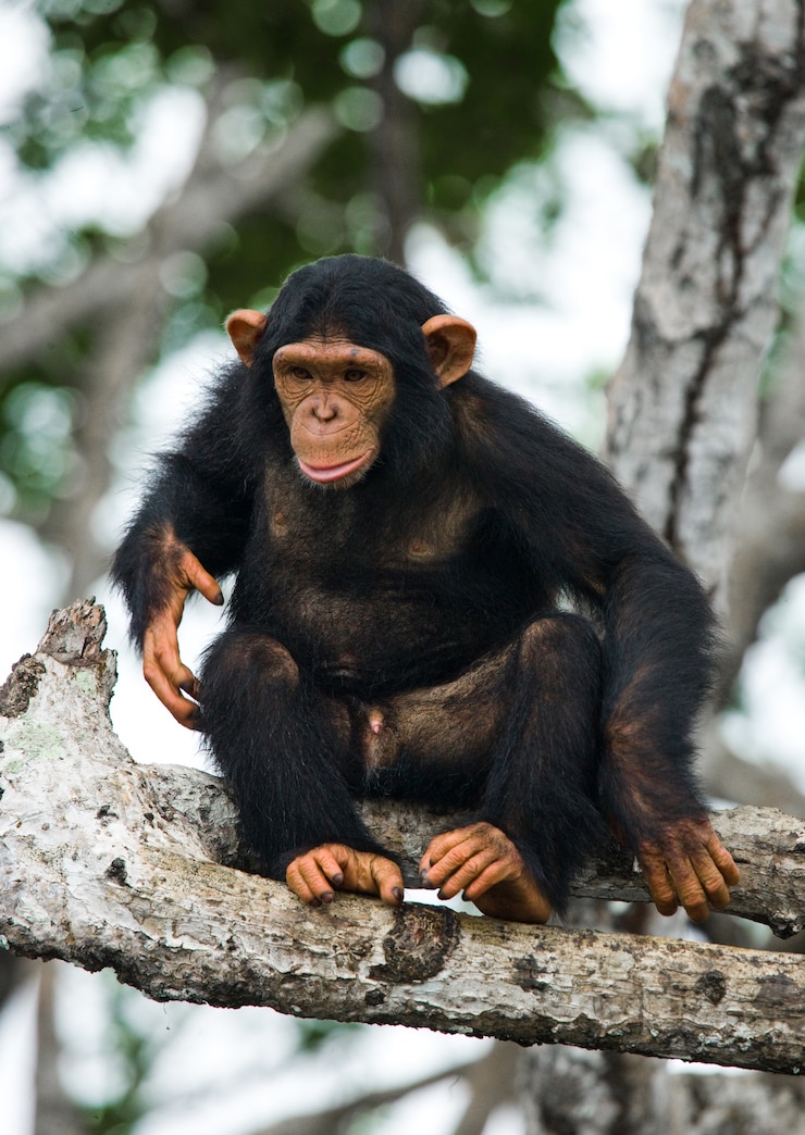 Foto bebé chimpancé en ramas de manglar