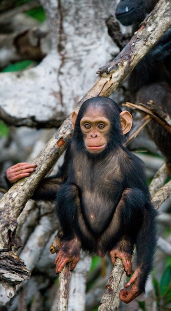 Bebé chimpancé en ramas de manglar