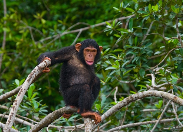 Foto bebé chimpancé en ramas de manglar