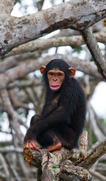 Bebé chimpancé en ramas de manglar