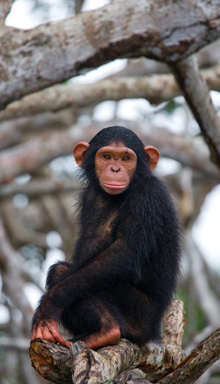 Foto bebé chimpancé en ramas de manglar