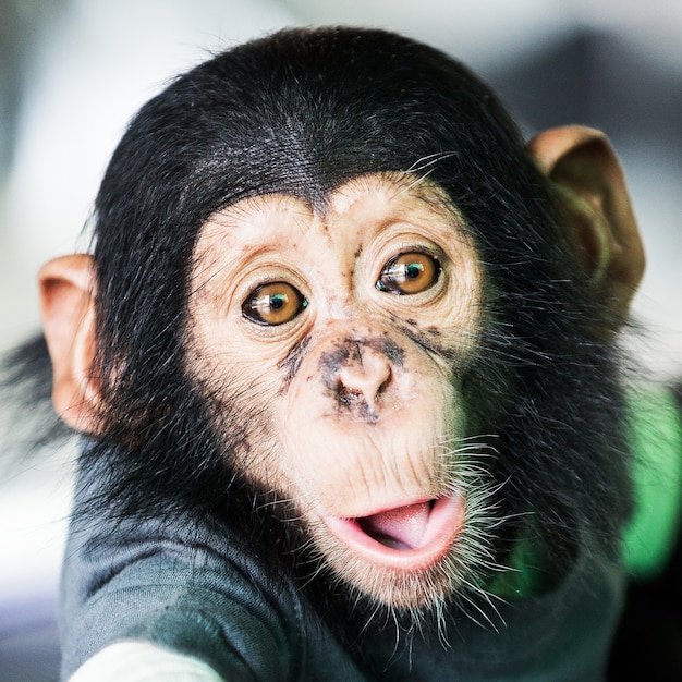 Macaco engraçado com close up — Fotografias de Stock © watman #70252579