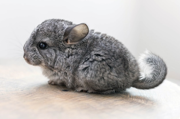 Bebé chinchilla sentado en una rodaja de madera marrón