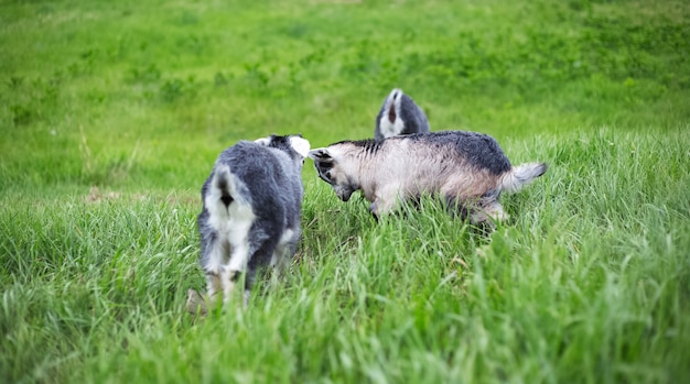 Bebê cinza cabras em campo verde.