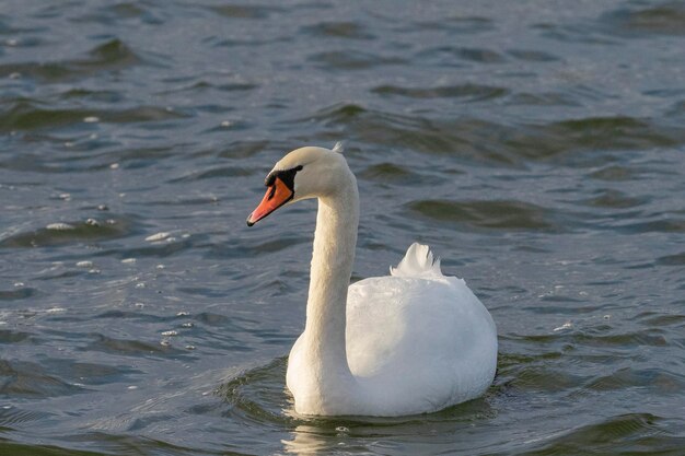 Bebé cisne mudo (Cygnus olor) Estocolmo, Suecia