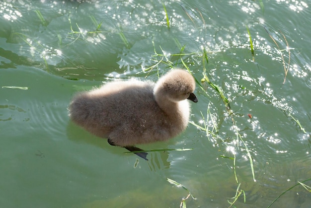 Bebê cisne nada em um lago em um dia ensolarado de verão O bebê cisne é sete dias após o nascimento