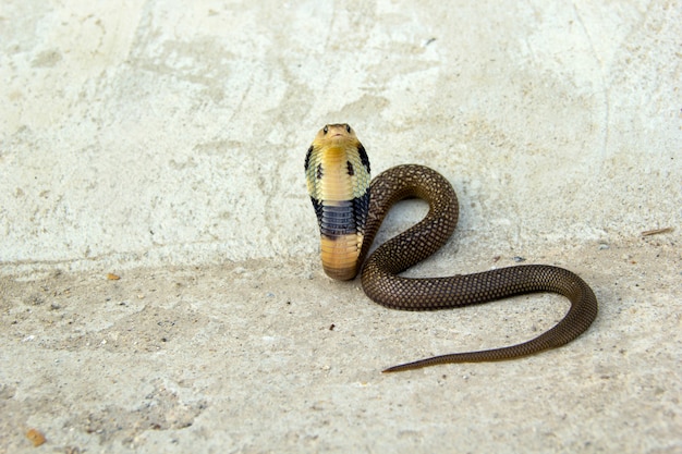 Bebé cobra serpiente en piso de cemento