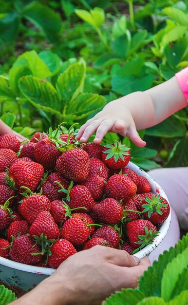 Bebé come fresas en el jardín.