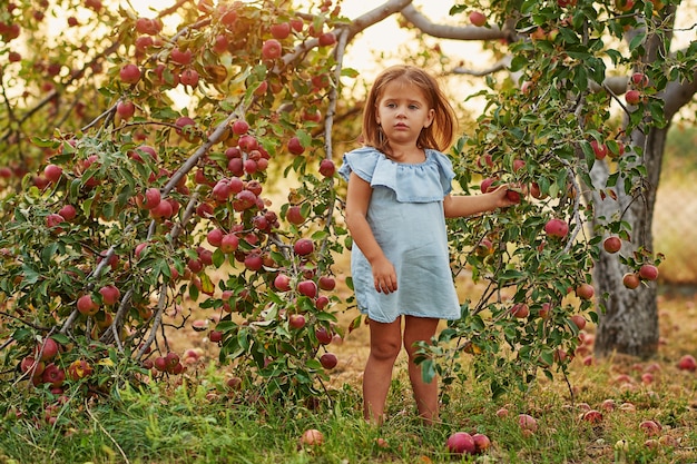 Bebê comendo frutas na colheita de outono.