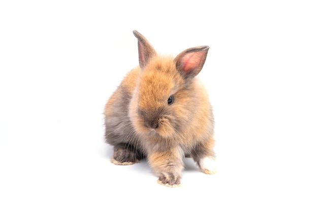 Bebé conejo de 1 mes de edad sobre fondo blanco.