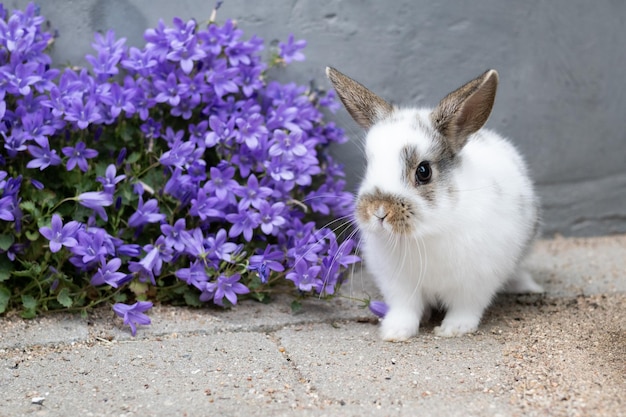 Bebé conejo blanco y flores azules cría mascotas concepto de Pascua