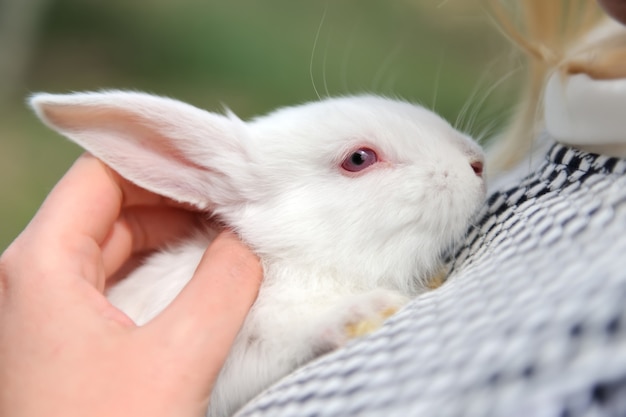 Bebé conejos blancos en mano