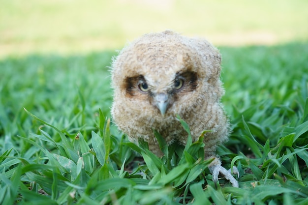 Bebê coruja no gramado do jardim