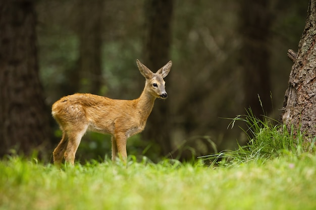 Bebé corzo que se coloca en bosque durante el verano.