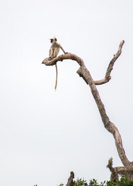 Bebê de macaco langur cinza isolado sentado à beira de um galho de árvore morto muito alto no fundo do céu branco do parque nacional de Yala