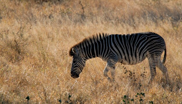 Bebê de zebra comum Kruger National Park África do Sul