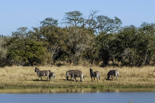 Bebê de zebra comum Kruger National Park África do Sul