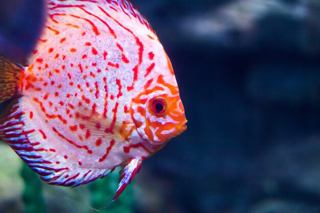 Foto bebé disco peces nadando en agua dulce.