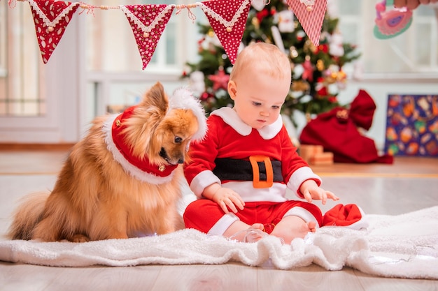 Bebé disfrazado de santa claus y esponjoso spitz pomerania juegan juntos en casa con el telón de fondo de un árbol de navidad decorado.
