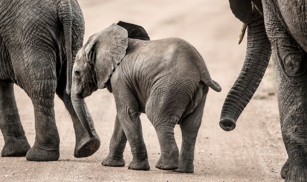 Bebé elefante caminando, Serengeti, Tanzania