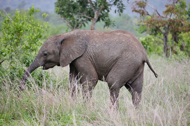 Bebé Elefante comiendo