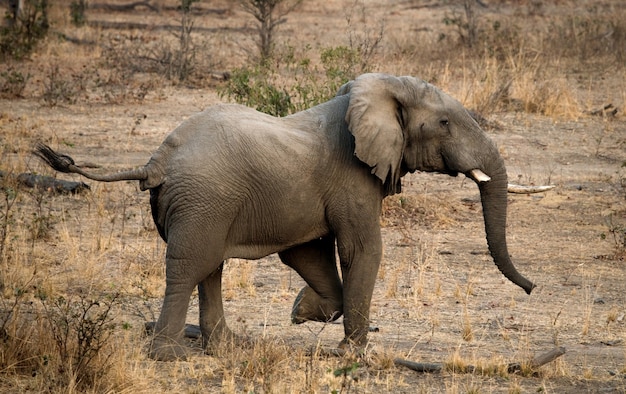 Bebé elefante está huyendo