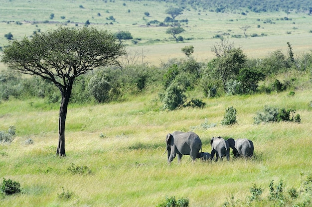 Bebê elefante na reserva nacional da áfrica, quênia