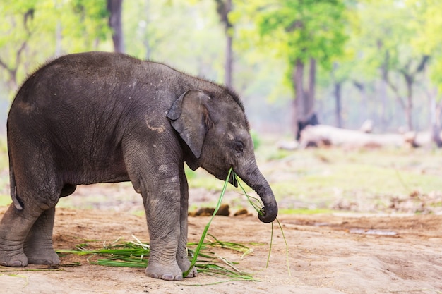 Bebé elefante en el Parque Nacional de Chitvan, Nepal