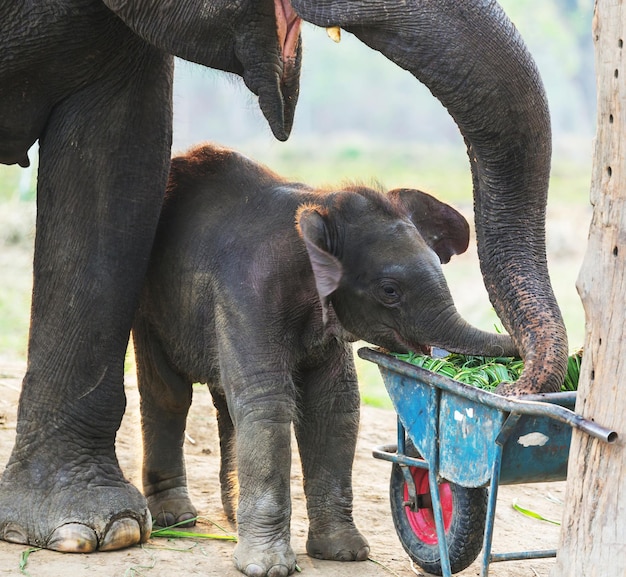 Bebé elefante en el Parque Nacional de Chitvan, Nepal