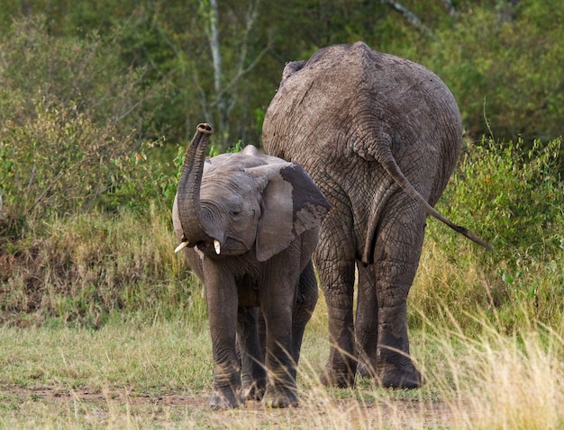 Bebé elefante con su madre.