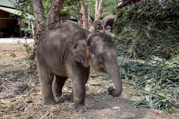 Bebê elefante tailandês comendo comida em Ayutthaya Tailândia