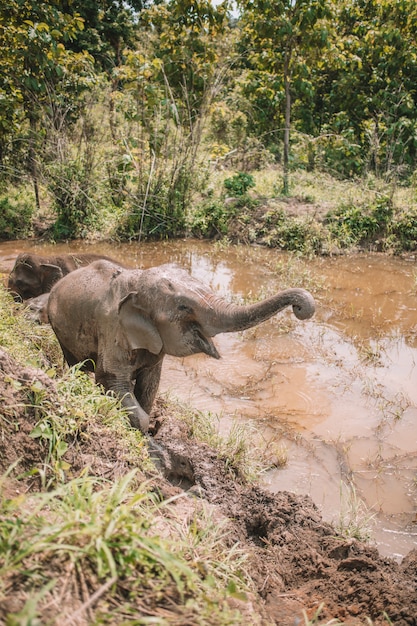 Foto bebé elefante con la trompa levantada en un lago marrón