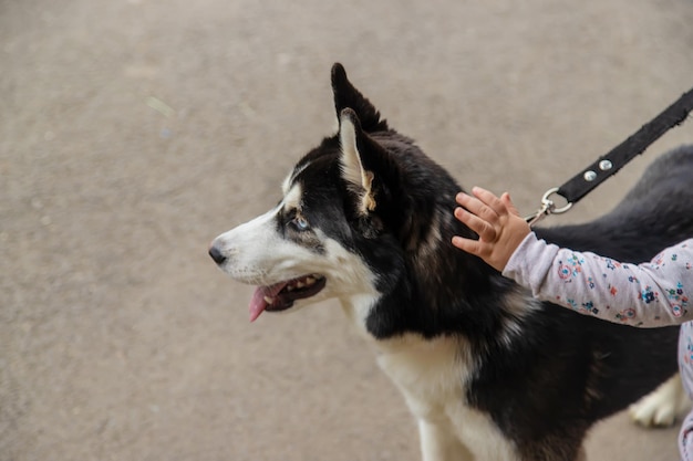 El bebé está jugando con un perro husky Enfoque selectivo